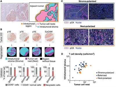 Spatial Profiles of Intratumoral PD-1+ Helper T Cells Predict Prognosis in Head and Neck Squamous Cell Carcinoma